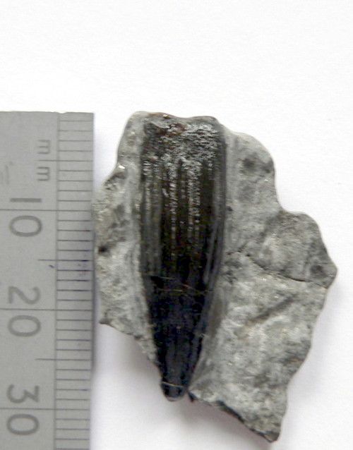Aust fossil site Ichthy10