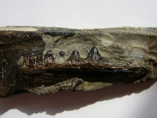 Aust fossil site Jaw_0010