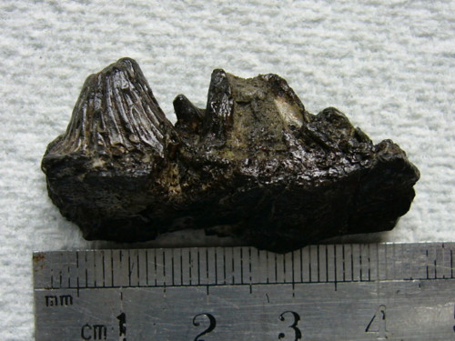 Aust fossil site Jaw_0011