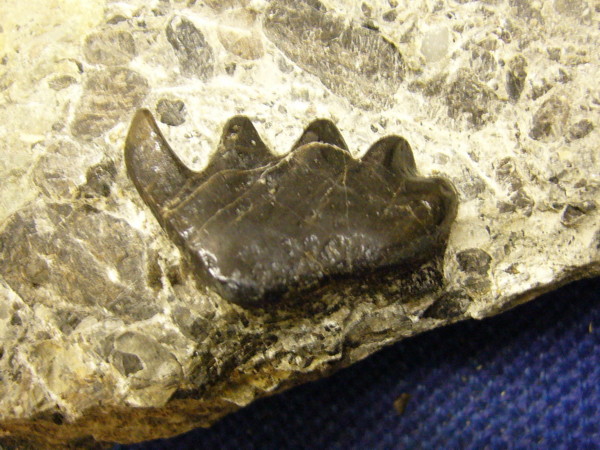 Aust fossil site My140011