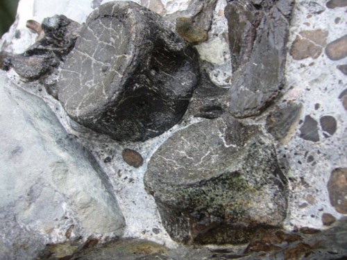 Aust fossil site Plesi_12