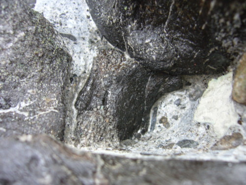 Aust fossil site Plesi_14