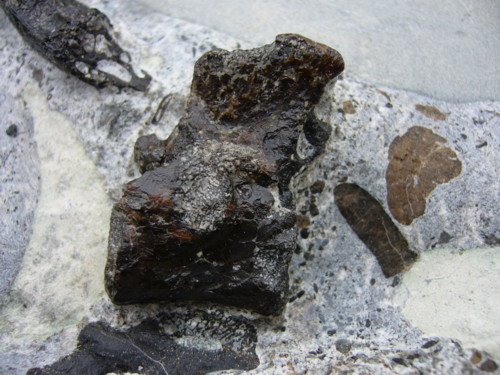 Aust fossil site Plesi_15