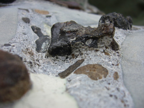 Aust fossil site Plesi_16