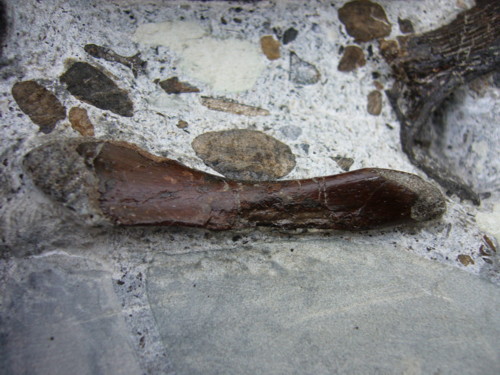 Aust fossil site Plesi_17
