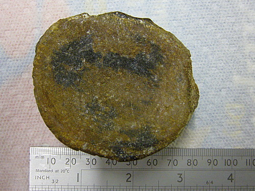 Aust fossil site Plesiv10