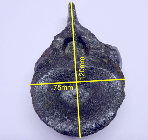 Aust fossil site Plesiv11