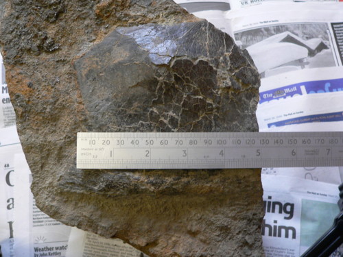 Aust fossil site Scap310