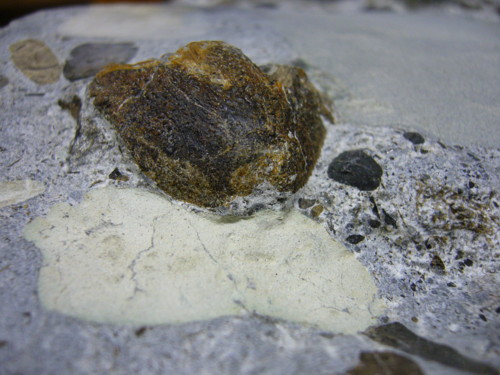Aust fossil site Severn10