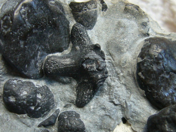 Aust fossil site Sp250010