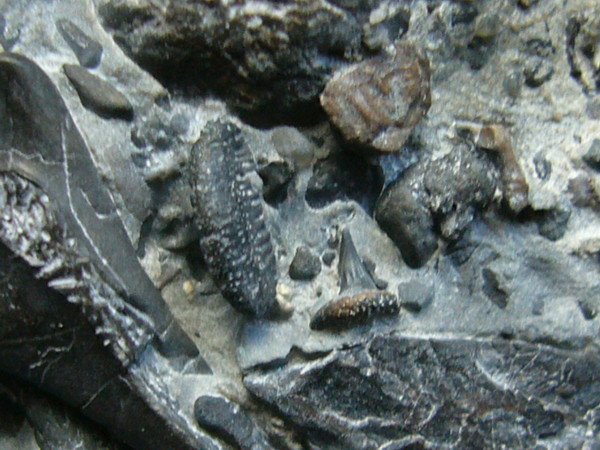 Aust fossil site Sp250011