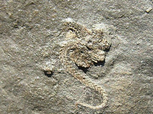 Aust fossil site Starfi10