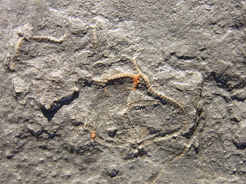 Aust fossil site Starfi12