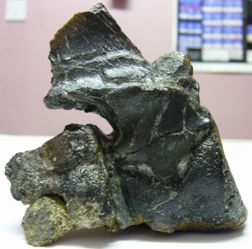 Aust fossil site Untitl10