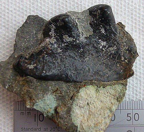 Aust fossil site Weeken12
