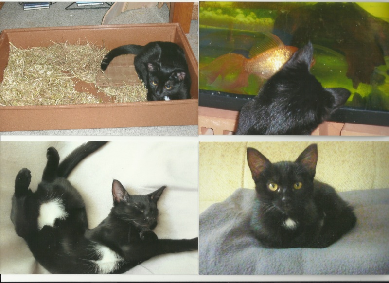Hellia, chatonne noire née en avril 2012 2012-110