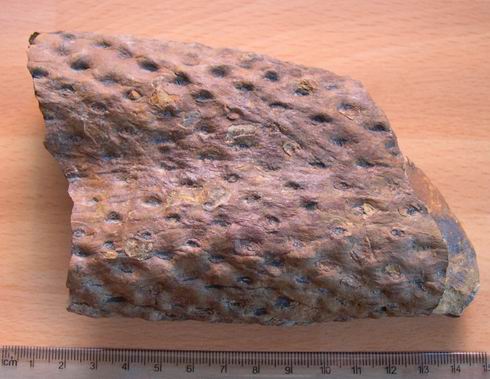 Lancashire Carboniferous 00210