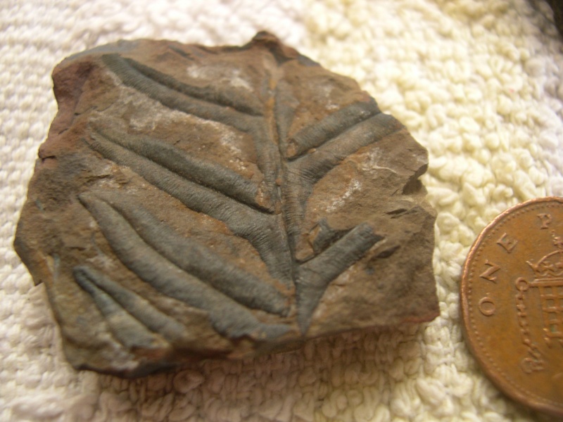 Lancashire Carboniferous Dscn2210