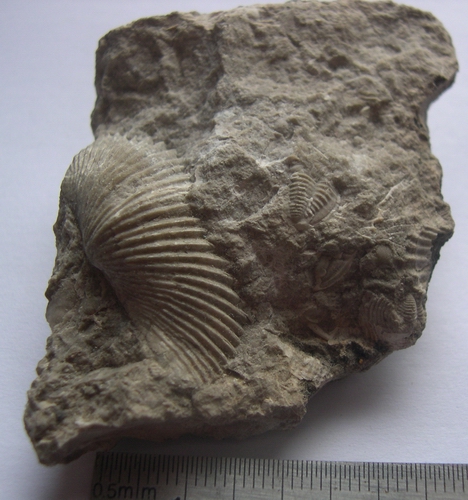 UK Trilobites Dscn2310