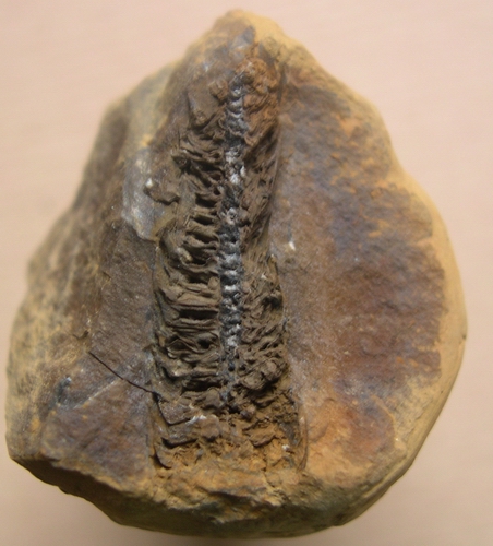 Lancashire Carboniferous Dscn8010