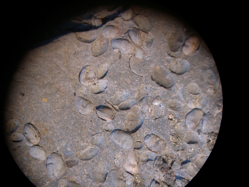 Lancashire Carboniferous Dscn8311