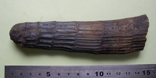 Lancashire Carboniferous Dscn9610