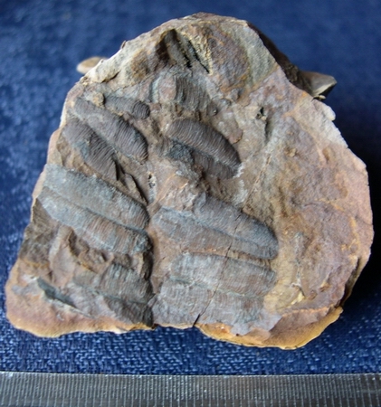Lancashire Carboniferous Dscn9710