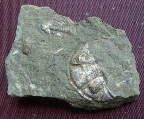 UK Trilobites T310