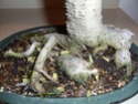 Repotting a Ficus now - November - Indoor Sam_0710