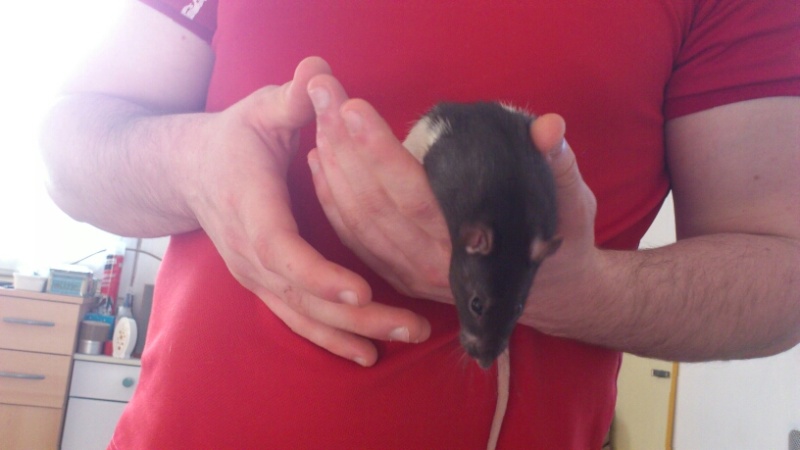 6 ratons à adopter en Normandie  Mms_im15