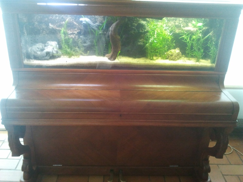 un aquarium dans un piano - Page 3 2012-054