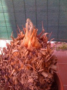 chapi chapo (cycas) 210_co10