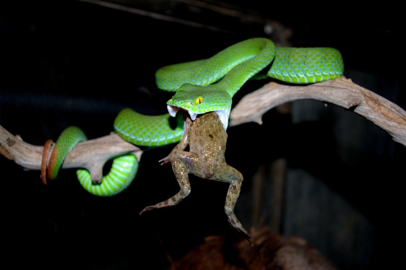 Serpents de Thaïlande Imgp0212