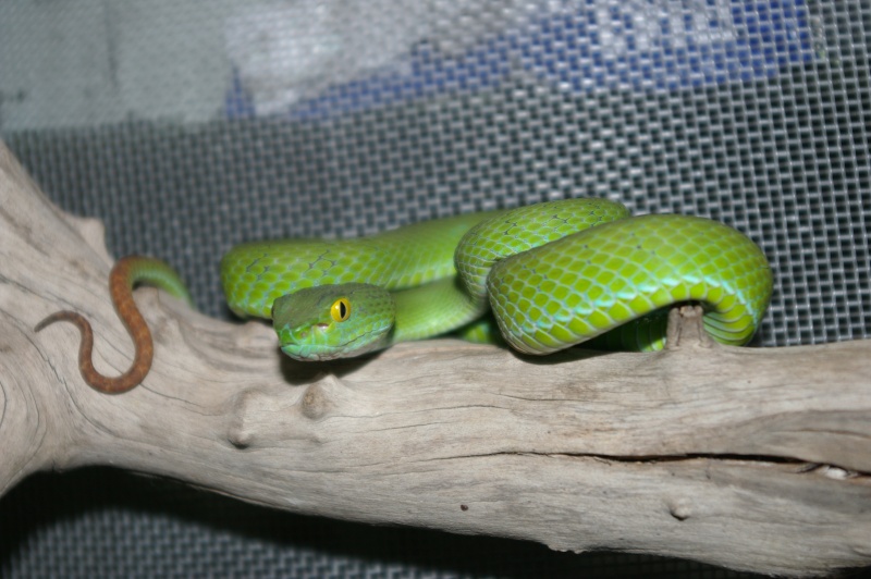 Serpents de Thaïlande Imgp9412