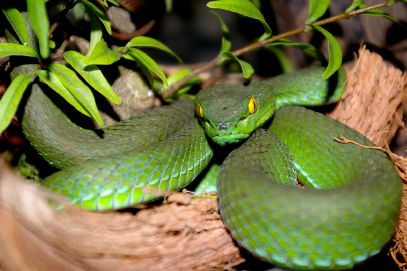 Serpents de Thaïlande Imgp9413