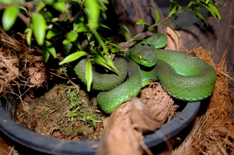 Serpents de Thaïlande Imgp9414