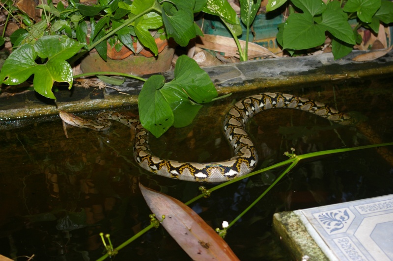 Serpents de Thaïlande Imgp9810