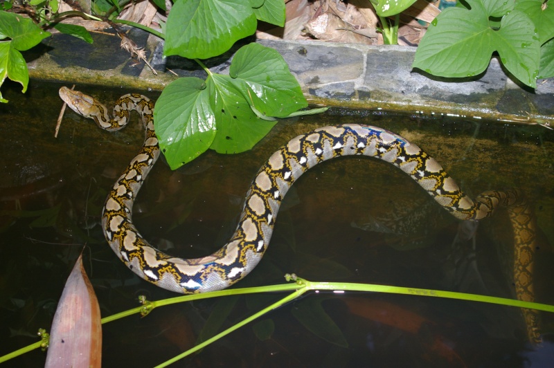 Serpents de Thaïlande Imgp9812