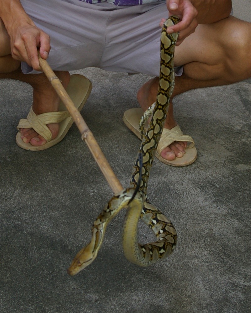 Serpents de Thaïlande Imgp9813
