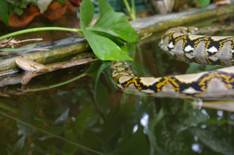 Serpents de Thaïlande Imgp9814
