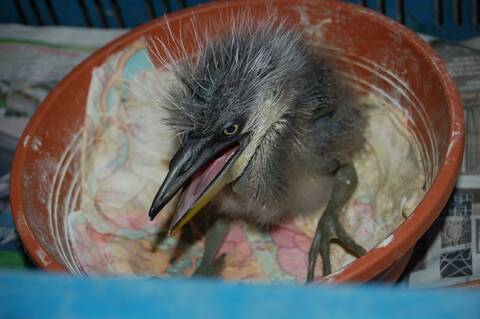 Bebe Heron Cendre