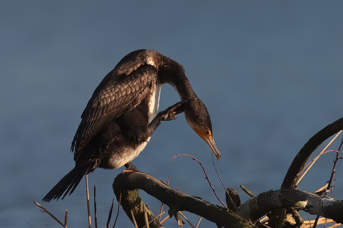 cormorani sullo scolmatore Cormor10