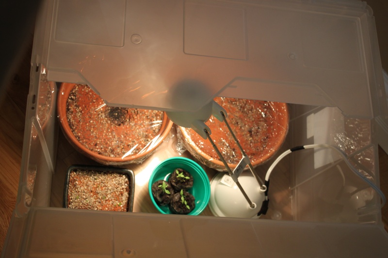 Journal intime de semis de lithops Img_9816
