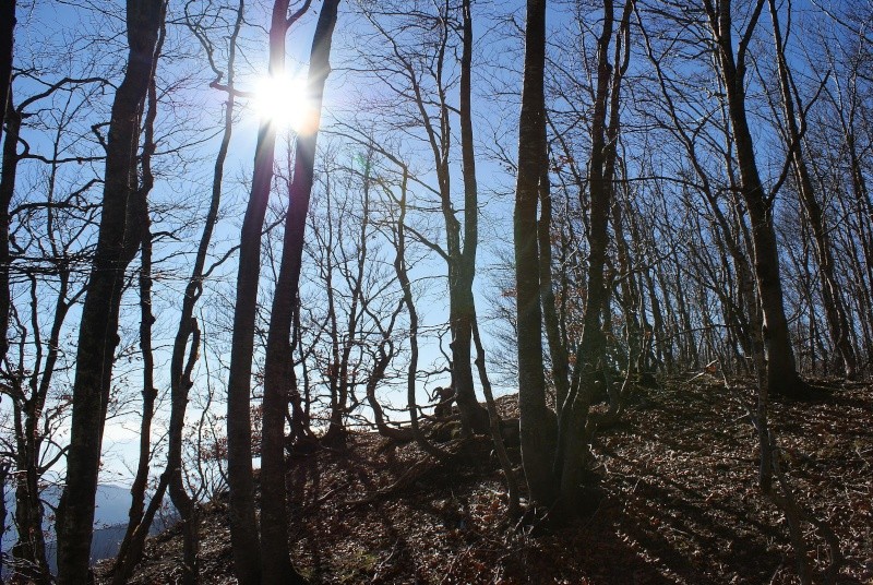 Montagne e boschi dell'Orecchiella Orecch17