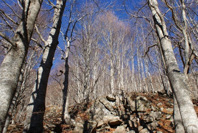 Montagne e boschi dell'Orecchiella Orecch18