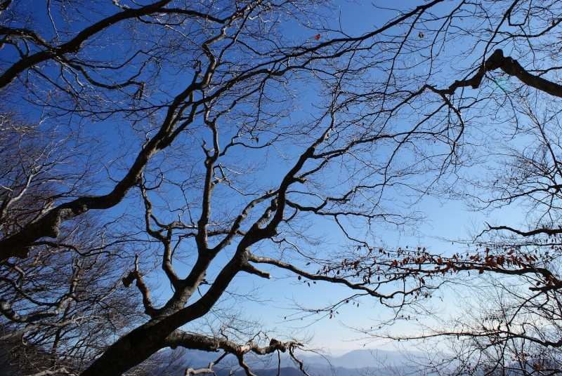 Montagne e boschi dell'Orecchiella Orecch38