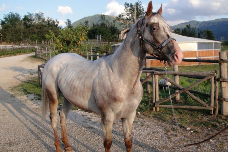 Vendo Stupendo Stallone Appaloosa Merlin10