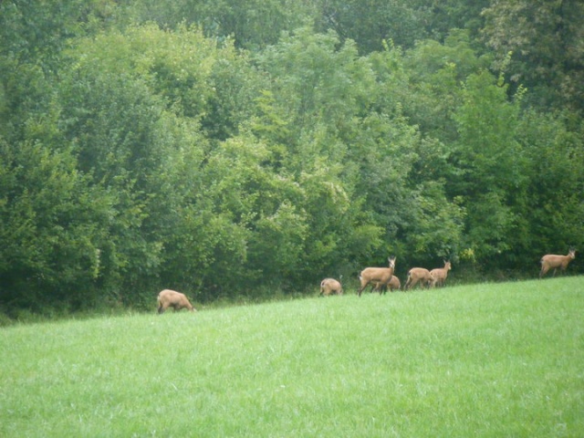 Vos plus belles rencontres avec la nature 39642_10