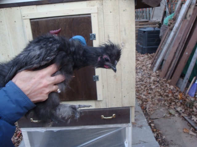 ai-je un coq qui sommeil chez une de mes poules? Dsc04311