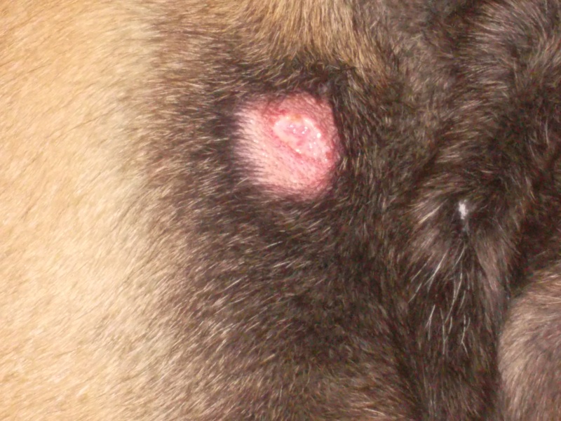 Piqure De Tique Sur Chien Designcivique